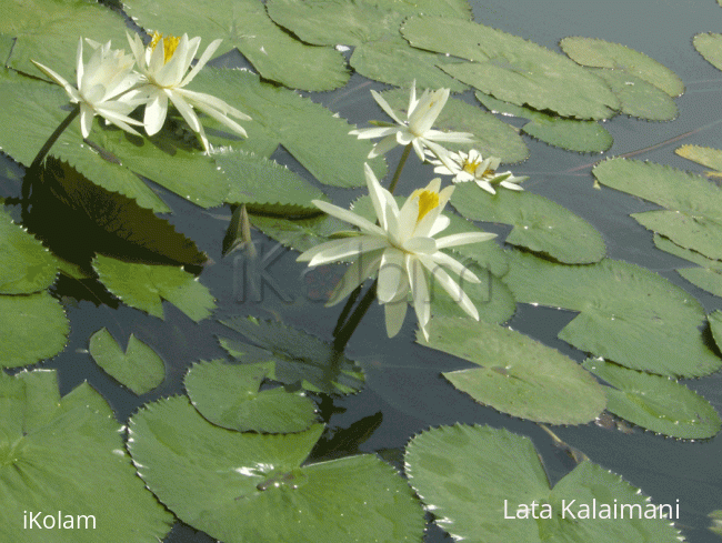 Rangoli: Lily