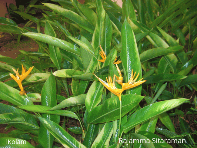 Rangoli: Bird of Paradise