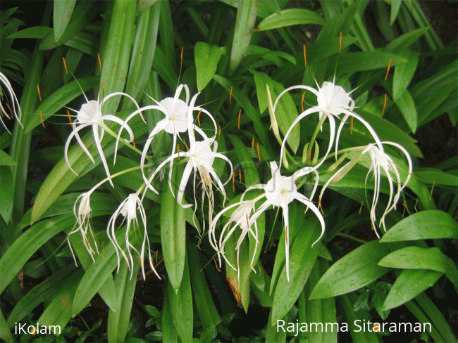 Rangoli: Spider Lily in white