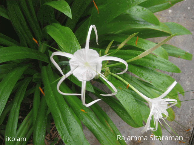 Rangoli: Spider Lily