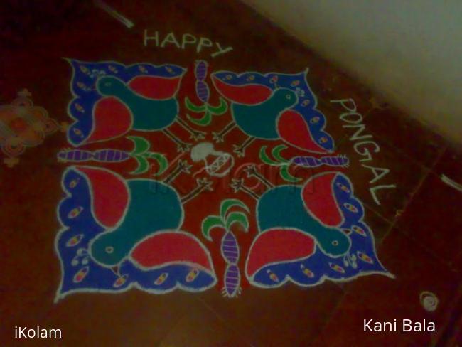 Rangoli: Peacock rangoli for pongal