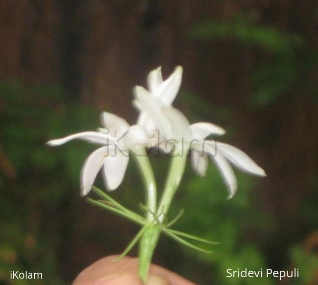 Rangoli: Jasmine Flower from our yard