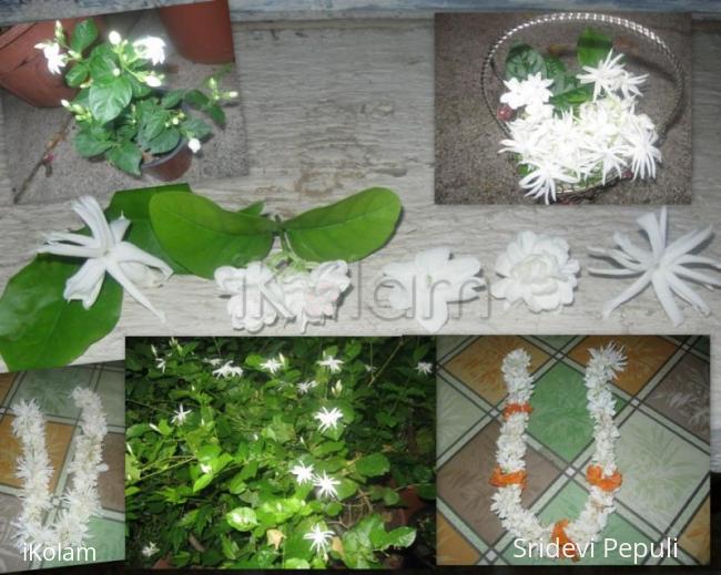 Rangoli: Jasmine Collage