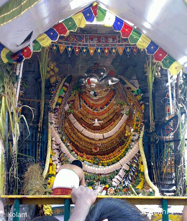 Rangoli: Nandhi on Mattupongal day