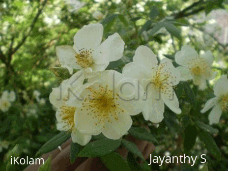 Rangoli: 5 petal roses