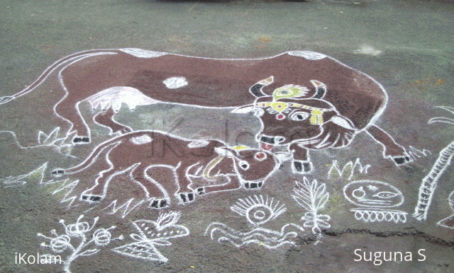 Rangoli: Maattu Pongal