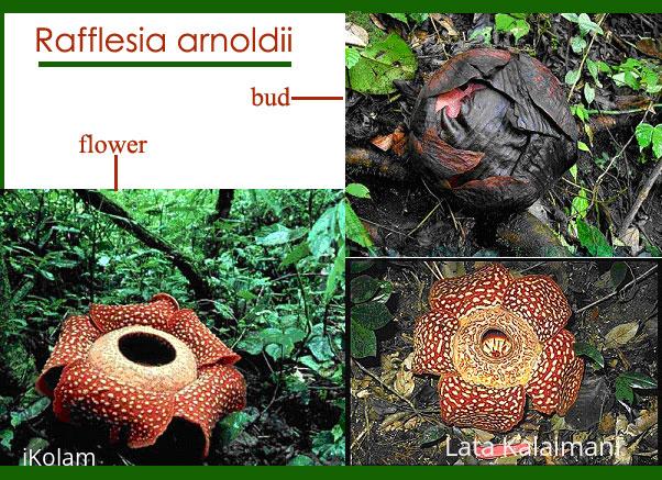 Rafflesia arnoldii - the "meat flower" - raf.jpg