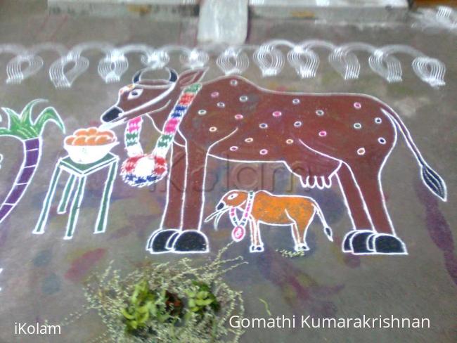 Rangoli: Mattu Pongal Kolam (Part-1)