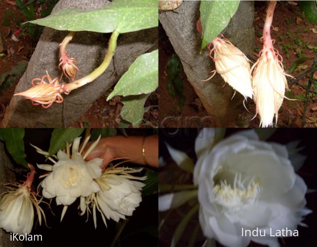 Brahmakamal - collage.jpg