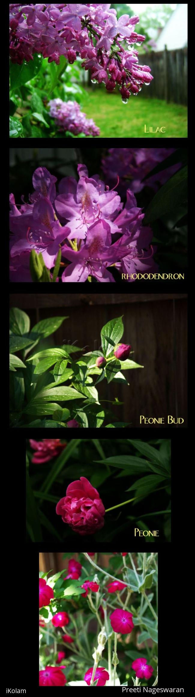 Flowers from our garden - Collage 1.jpg