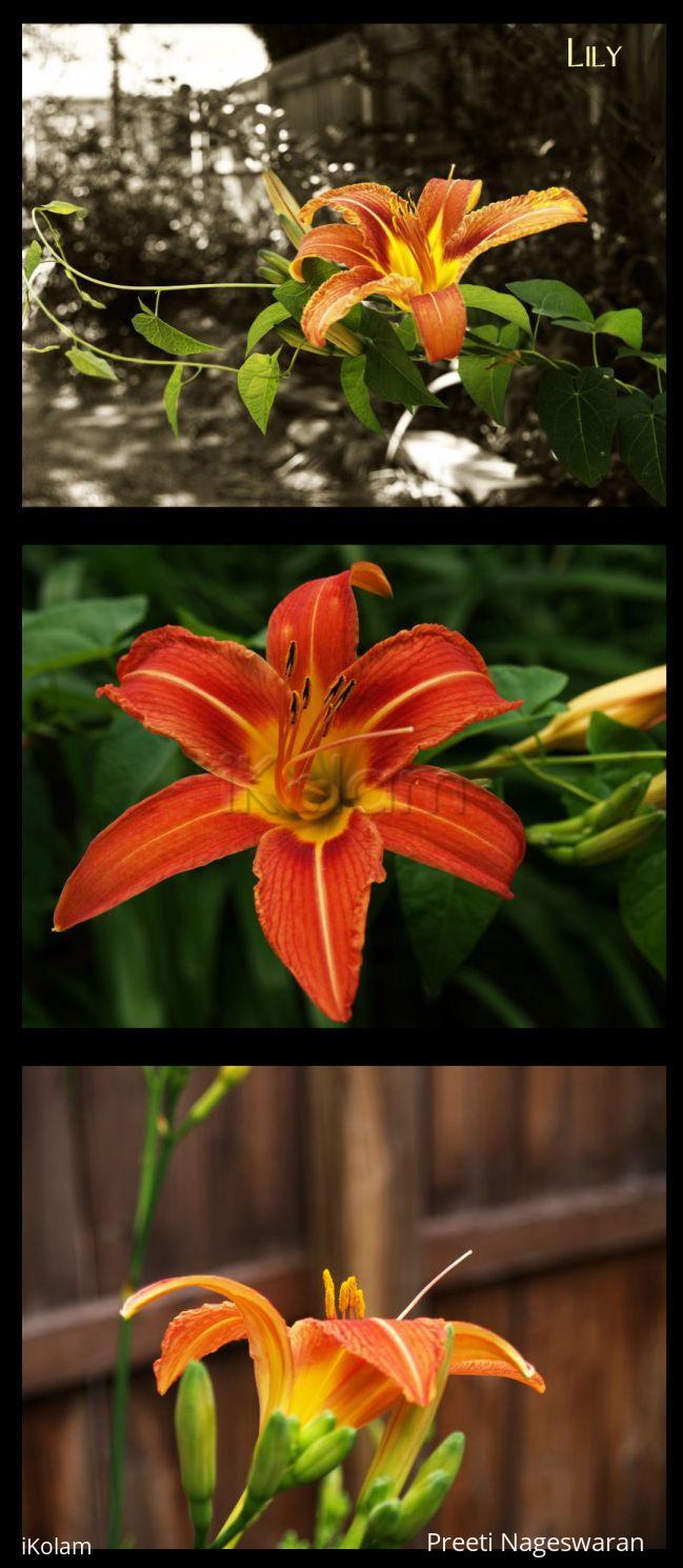 Flowers from our garden 2 - Collage 2.jpg