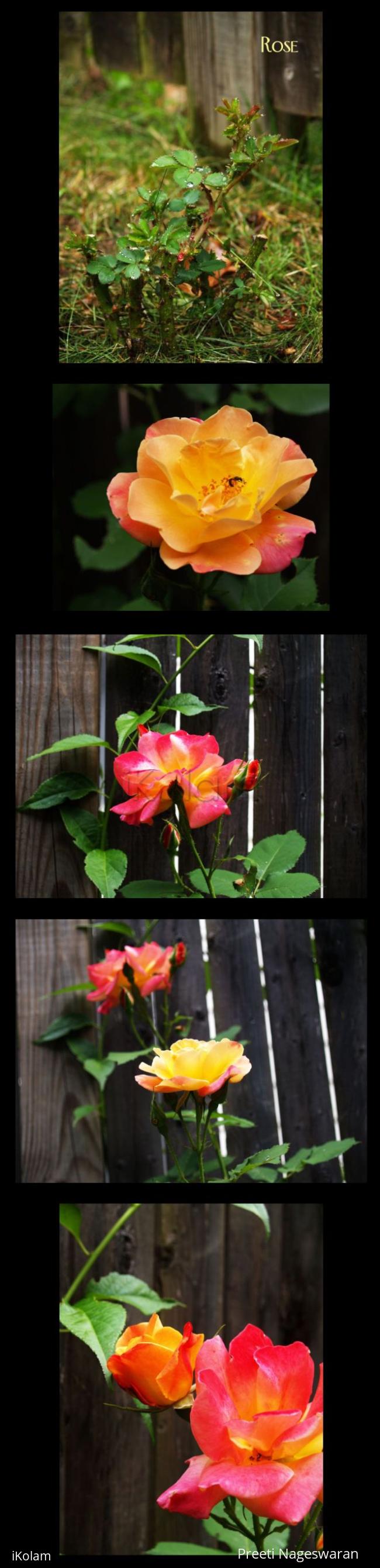 Flowers from our garden 3 - Collage 3.jpg