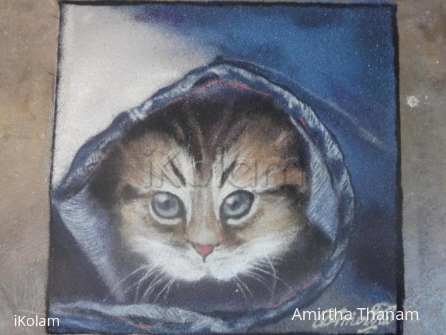 Rangoli: cat inside a jean