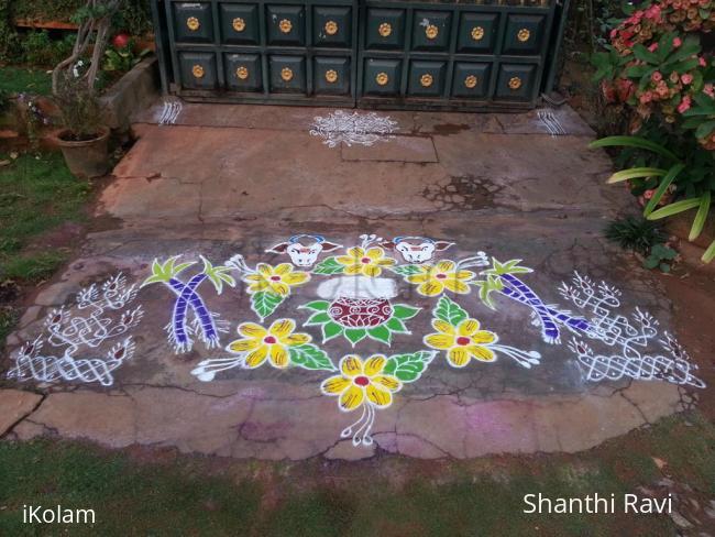 Rangoli: mattu pongal rangoli