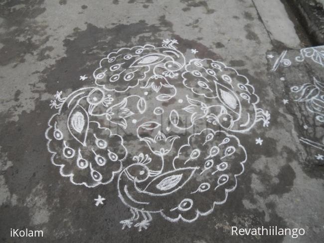 Rangoli: Peacock kolam in white.