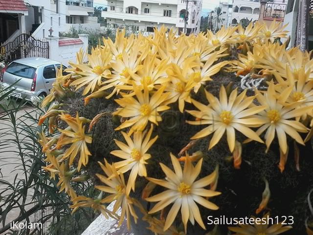 Rangoli: My cactus flowers