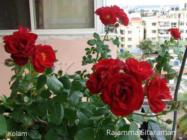 Bunch of roses. - IMG_9533_1.jpg