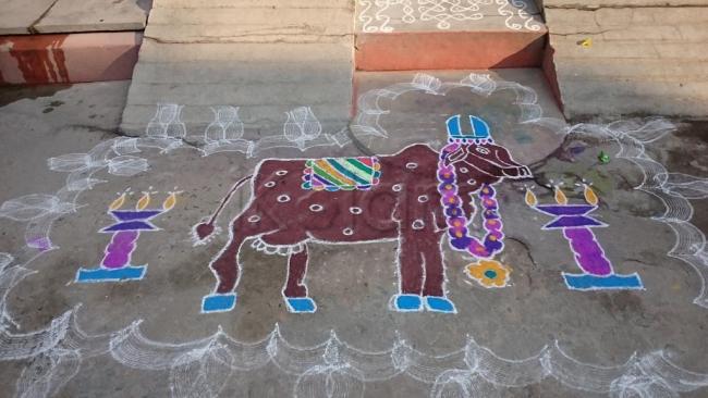 Maattu pongal rangoli